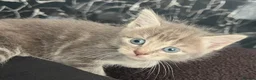 Mixed Breed cats for sale: Beautiful female grey tabby kittens - Advert 3