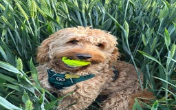 Cockapoo dogs for sale: Beautiful F1 Cockapoo - Image 7