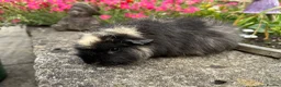 Guinea Pig rodents for sale: Beautiful Swiss sows (female)  - Advert 18