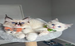 Ragdoll cats for sale: REGISTERED Ragdoll kittens HCM/PKD clear - Image 8