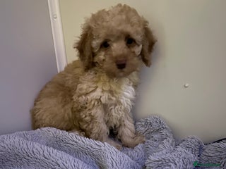 Miniature Poodle dogs Miniature poodle - Advert 4