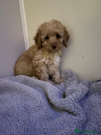 Miniature Poodle dogs Miniature poodle - Advert 1