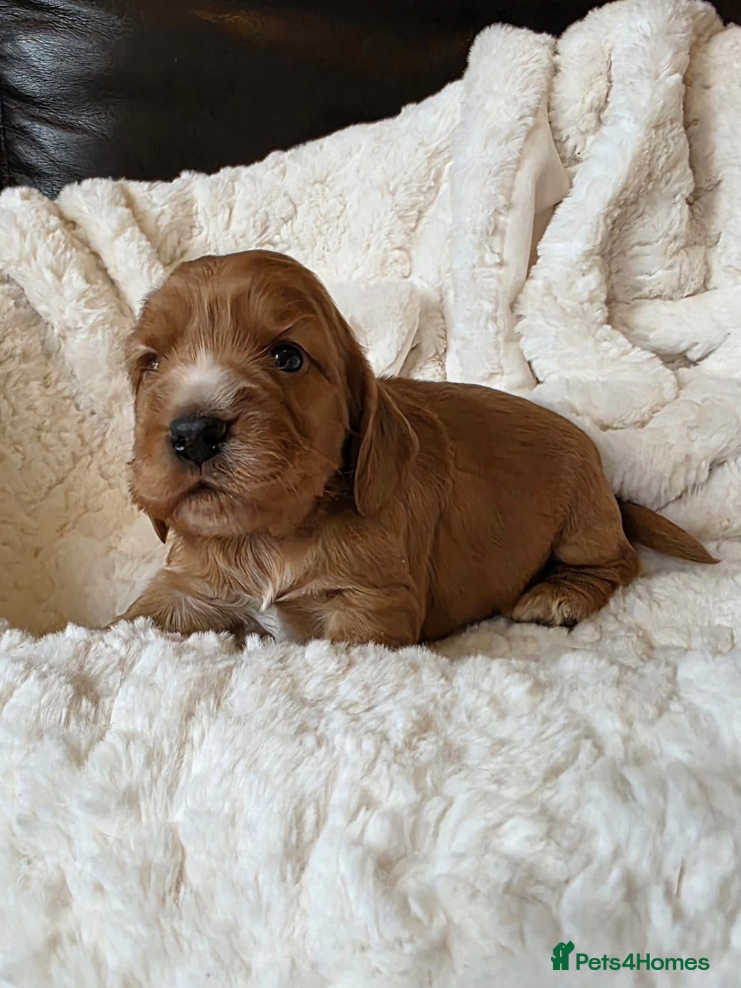 Cocker Spaniel dogs for sale: Beautiful KC Show Cocker Spaniel Pups - Advert 4