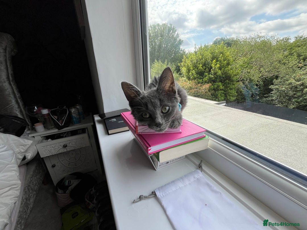 Ragdoll cats for sale: Beautiful Russian Blue Kitten  - Image 8