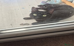 Domestic Shorthair cats for sale: Black and Tabby kittens - Image 12