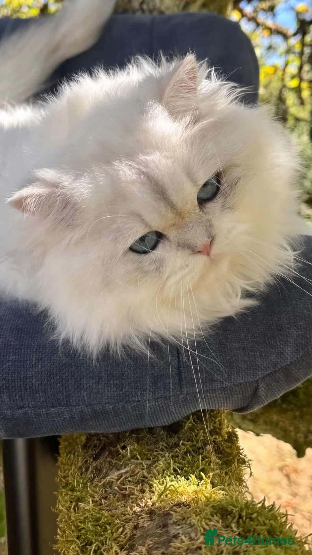 British Longhair cats for sale: WCF ns1133 British Longhair Boy  - Advert 2
