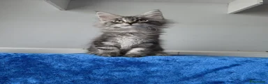 Maine Coon 1