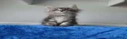 Maine Coon cats for sale: GCCF-registered Maine Coon kittens. - Advert 29