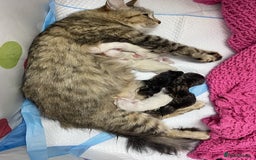 Mixed Breed cats for sale: Last little girl wanting forever home - Advert 16