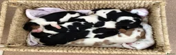 Cavalier King Charles Spaniel dogs for sale: Stunning puppies  in Oldham - Advert 12