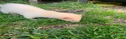 Ferret rodents for sale: Micro Ferrets  - Advert 16