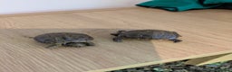 Tortoise reptiles for sale: Mediterranean Spur Thighed tortoise hatchlings  - Advert 1