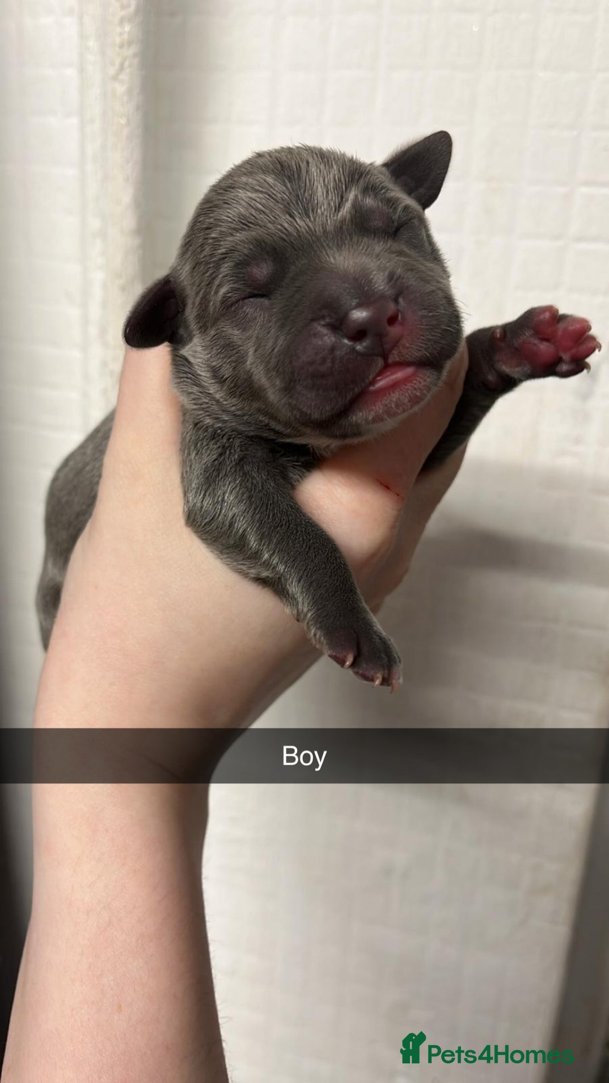 Staffordshire Bull Terrier dogs *5 left*8 blue Staffordshire bull terrier puppies  - Advert 8