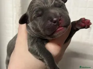 Staffordshire Bull Terrier dogs *5 left*8 blue Staffordshire bull terrier puppies - Advert 8