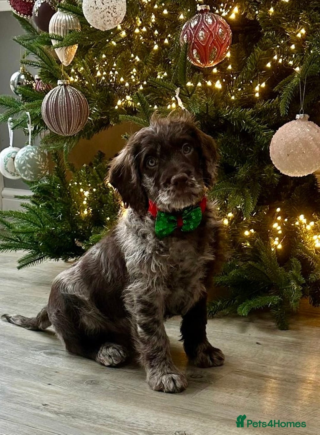 Miniature Poodle dogs for stud: Blue Merle, Chocolate carrier, Miniature stud in Newcastle - Advert 15