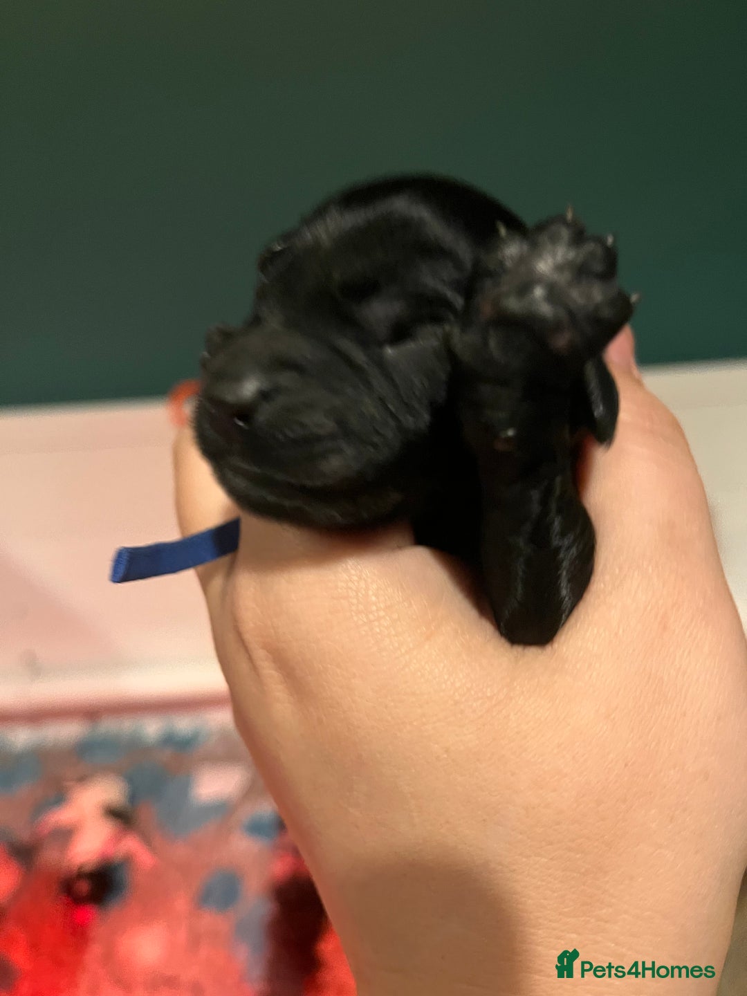 Australian Labradoodle dogs for sale: Healthy tested true Australian Labradoodle pups - Image 16