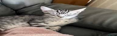 Maine Coon 2