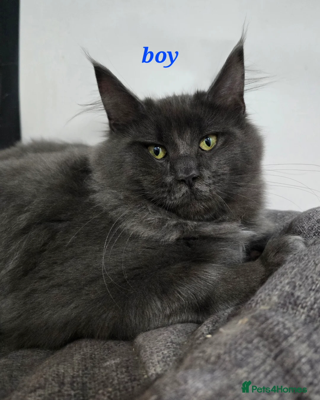 Maine Coon cats for sale: Gccf registered maine coon babies blue smoke - Advert 3