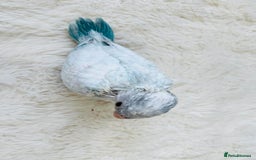 Parakeets birds for sale: Rare BabyBlue Pied Indian Ringneck Hand-Reared&DNA - Image 3