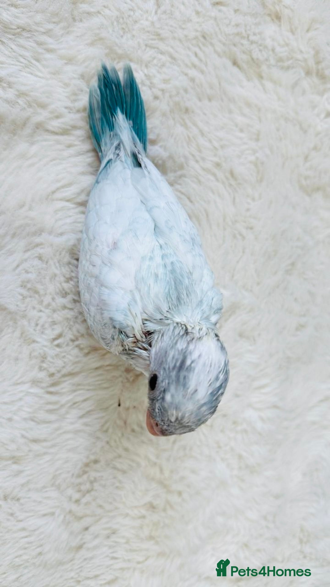 Parakeets birds for sale: Rare BabyBlue Pied Indian Ringneck Hand-Reared&DNA - Image 3
