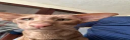 Oriental cats for sale: 2 Neutered Female Oriental Shorthair Cats - Advert 5