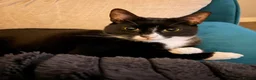 Mixed Breed cats for sale: Dorris and Brian in Derby - Advert 4