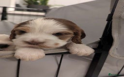 Cocker Spaniel dogs for sale: Show Type cocker spaniel puppies for sale - Image 6