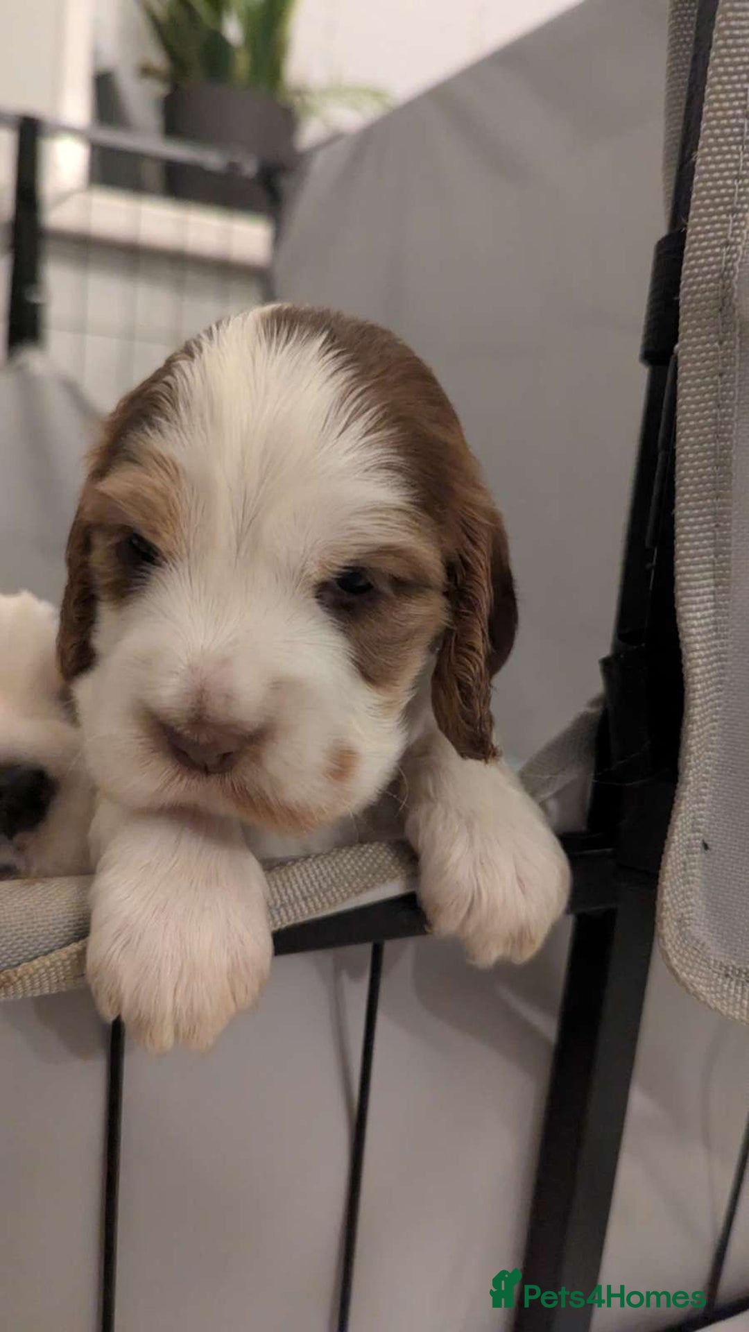 Cocker Spaniel dogs for sale: Show Type cocker spaniel puppies for sale - Image 6