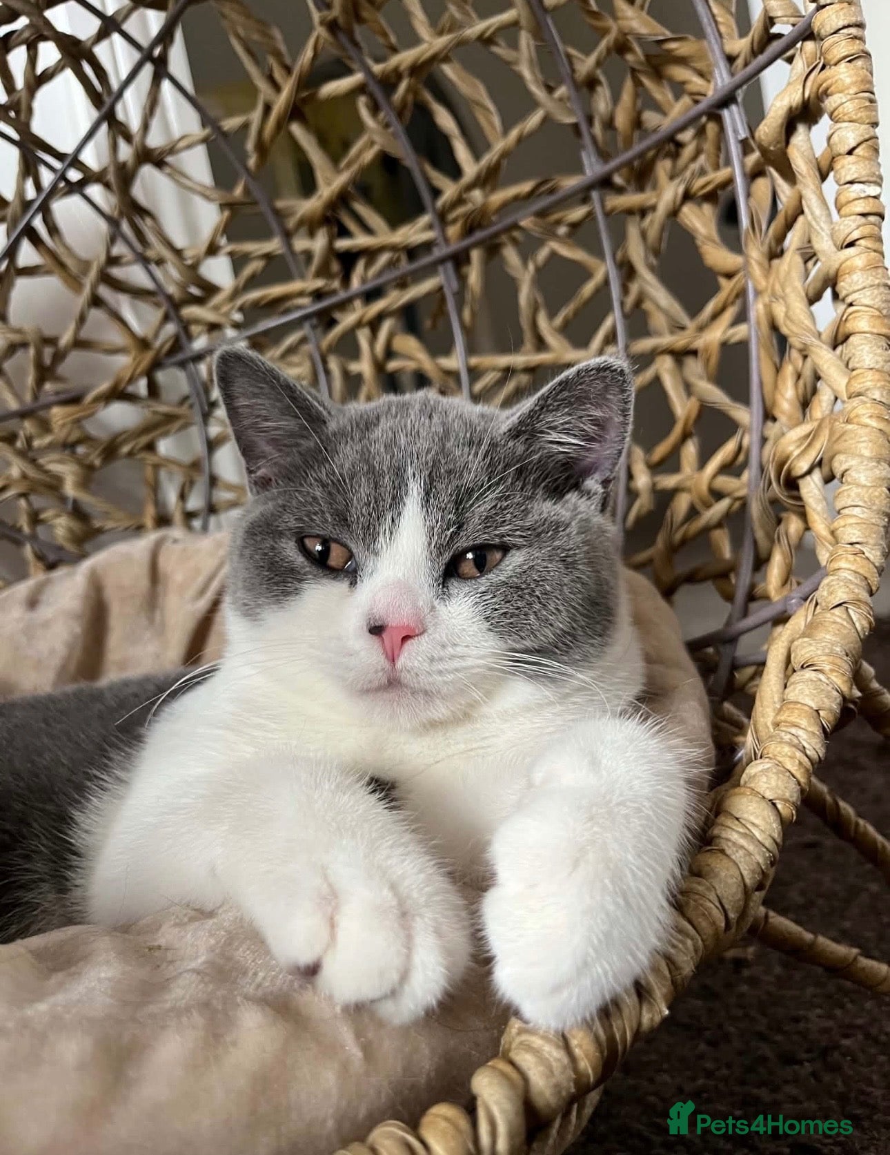 British Shorthair cats TICA REGISTERED BICOLOUR BLUE/WHITE BOYS🐾 - Advert 1