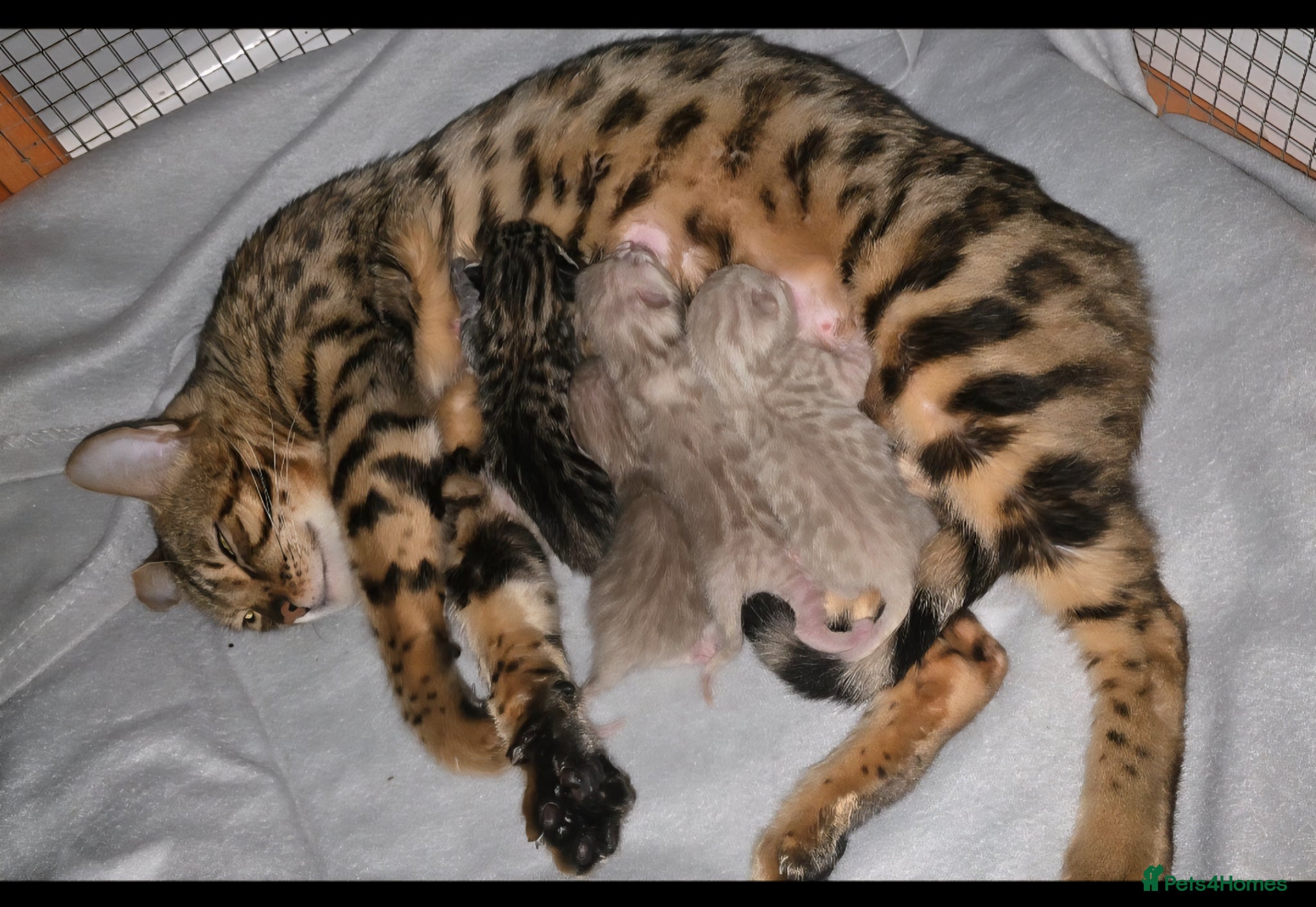Bengal cats for sale: 4 beautiful bengal boys ready to leave now - Advert 2
