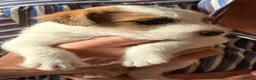 Parson Russell dogs for sale: Two Beautiful Parson Russell puppies - Advert 3