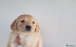 Golden Retriever dogs for sale: Quality KC Golden Retriver Puppies - Image 6