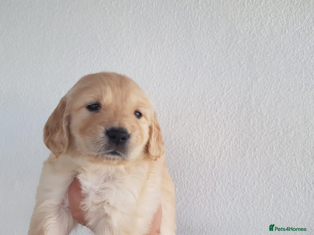 Golden Retriever dogs for sale: Quality KC Golden Retriver Puppies - Image 6