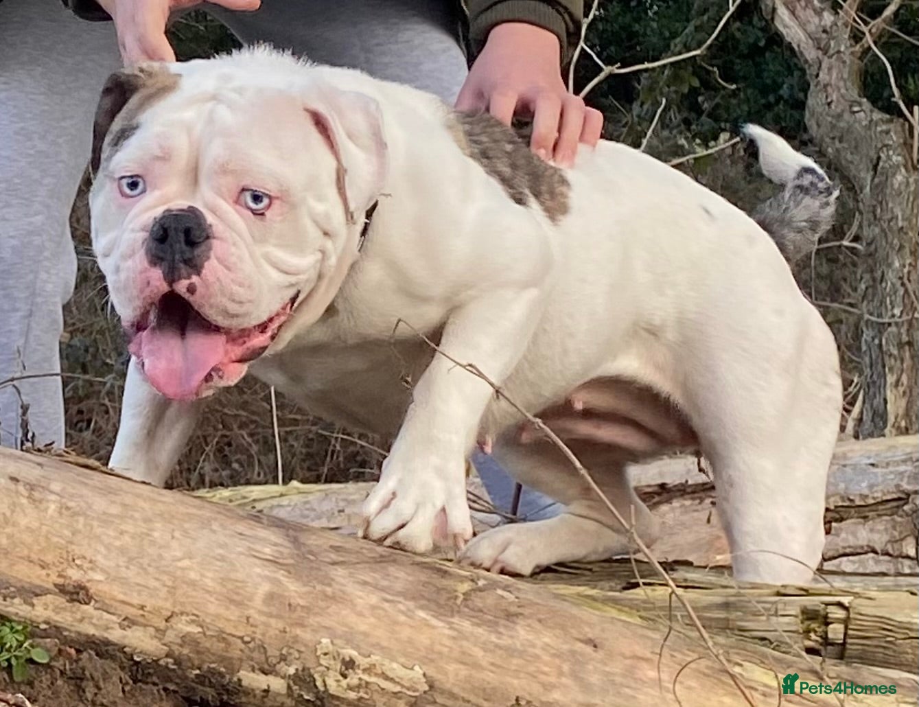 English Bulldog dogs for sale: 🐾 EXCEPTIONAL OLDE ENGLISH BULLDOG PUPPIES 🐾 - Advert 24