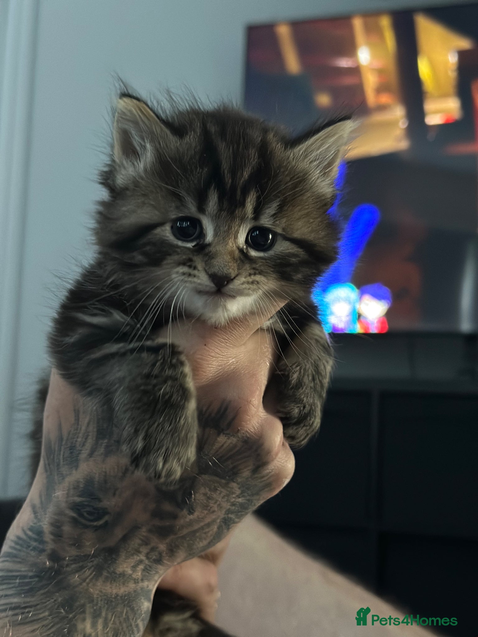 Maine Coon cats 3/4 main coon 1 GIRL LEFT - Advert 8