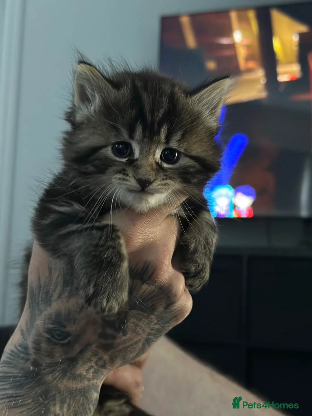 Maine Coon cats for sale: 3/4 main coon 1 GIRL LEFT - Advert 1