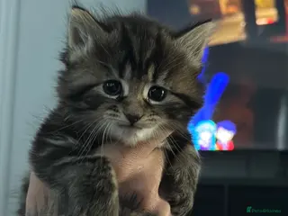 Maine Coon cats 3/4 main coon 1 GIRL LEFT - Advert 8