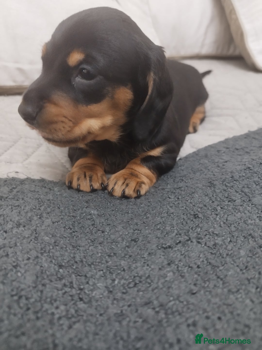 Dachshund dogs for sale: MINIATURE Mini DACHSHUND  - Advert 6