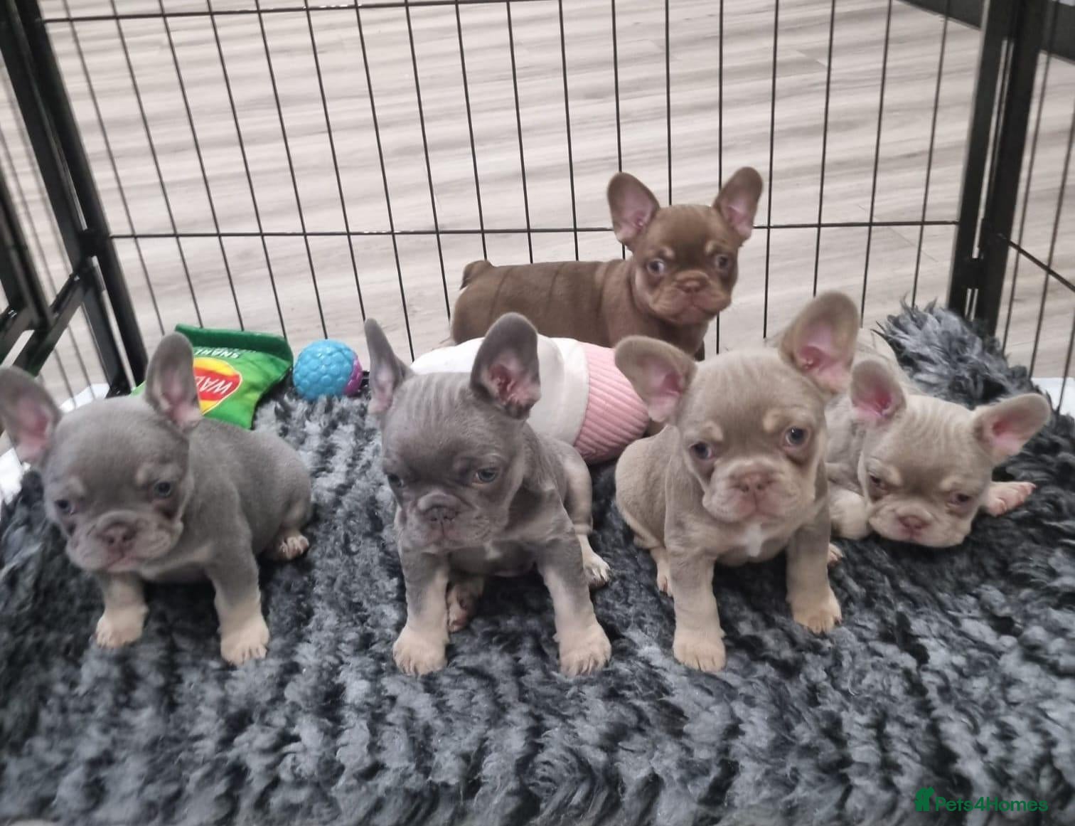 French Bulldog dogs Exceptional KC Registered French Bulldog Puppies - Advert 1