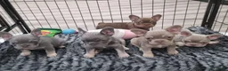 French Bulldog dogs for sale: Exceptional KC Registered French Bulldog Puppies in Carmarthen - Advert 1