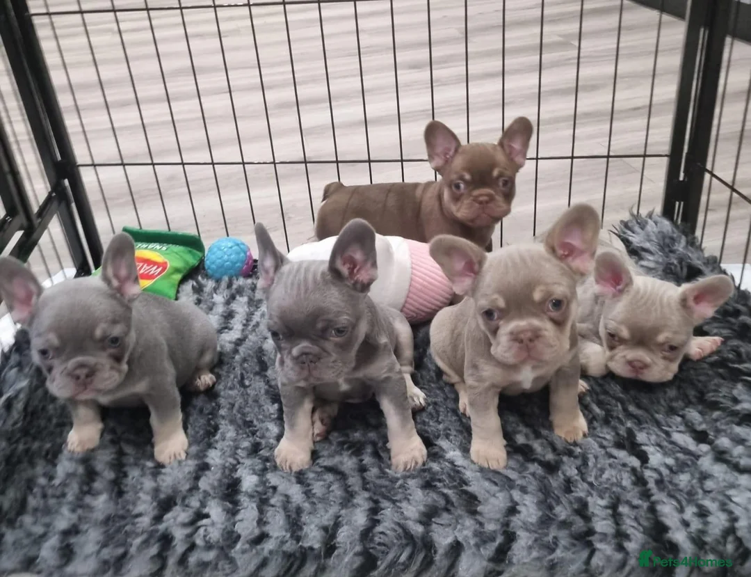 French Bulldog dogs for sale: Exceptional KC Registered French Bulldog Puppies in Carmarthen - Advert 1