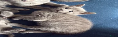 Russian Blue 4