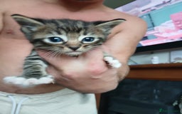 Mixed Breed cats for sale: Beautiful fluffy kittens - Image 4