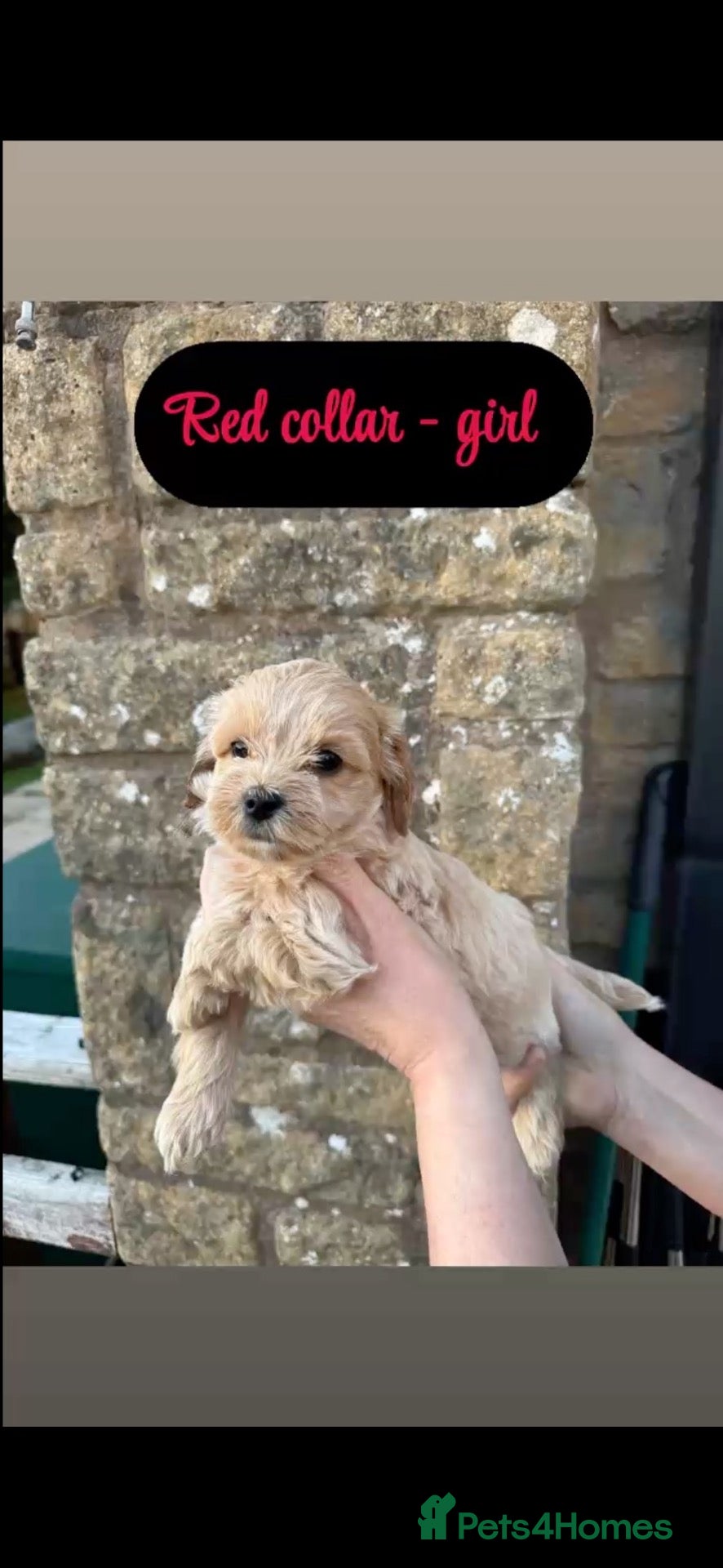 Cavapoochon dogs LAST cavapoochon puppy🩷 - Advert 8