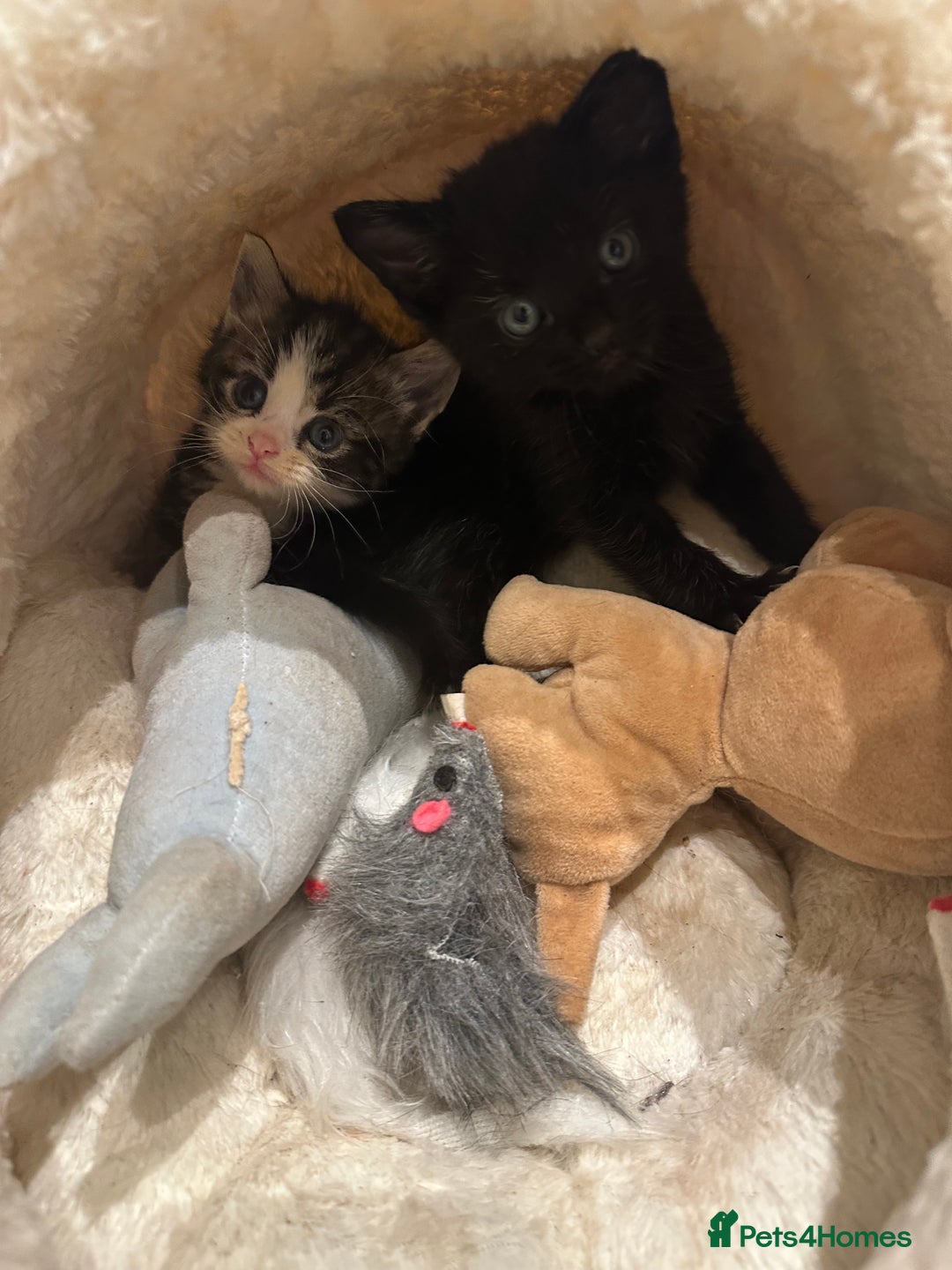 Domestic Shorthair cats for sale: Kittens - Image 7