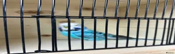 Budgerigars birds for sale: Female budgies  - Advert 8