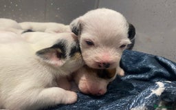 Parson Russell dogs for sale: KC Reg Champion lineage Puppys - Image 6