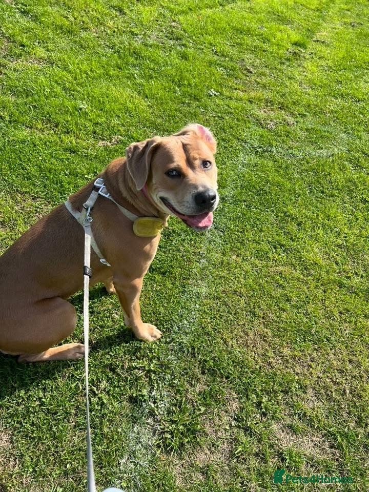 Mixed Breed dogs NOVA  - Advert 6