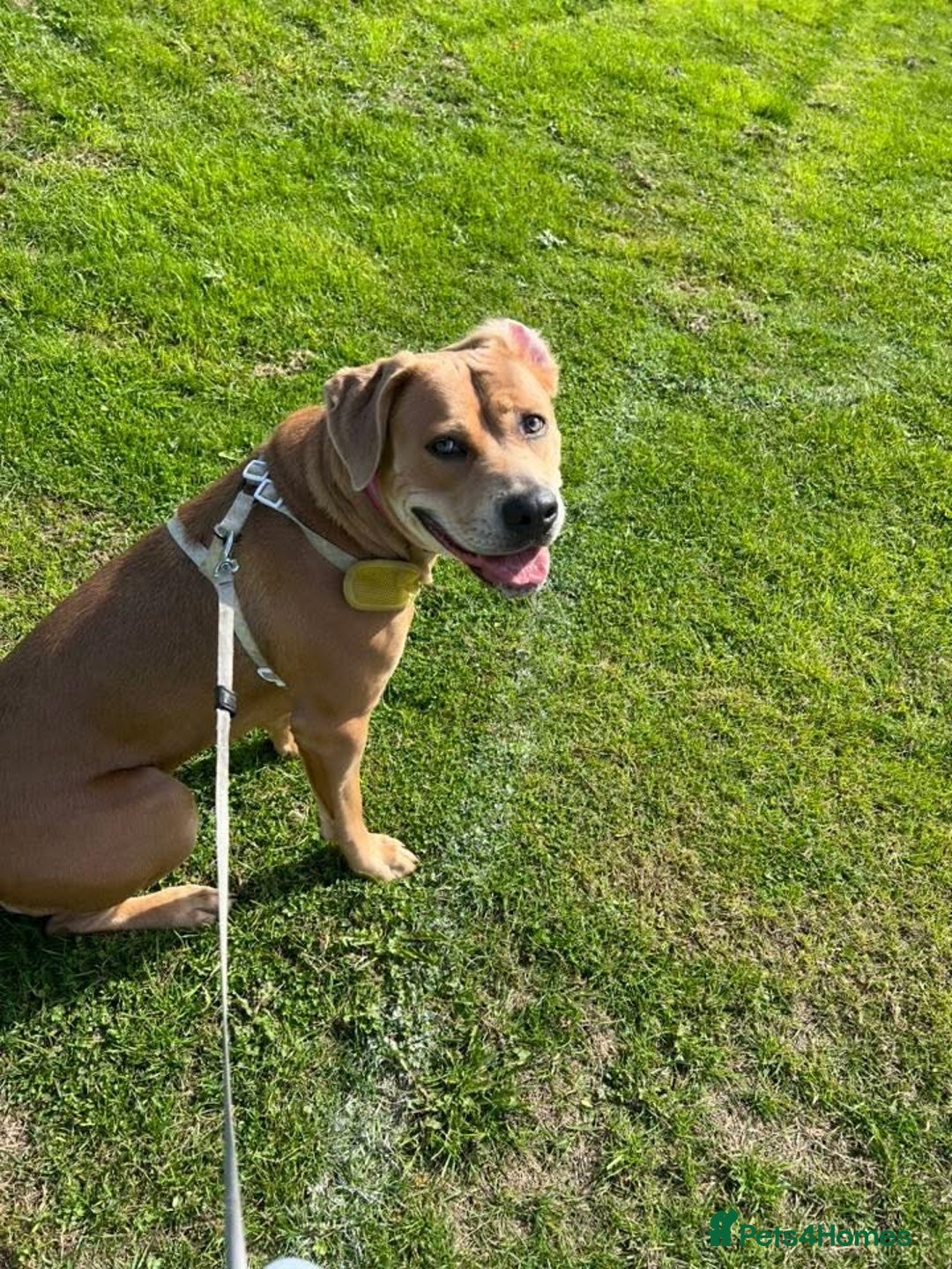 Mixed Breed dogs for sale: NOVA  - Advert 1