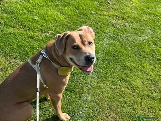 Mixed Breed dogs NOVA - Advert 22